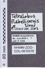 Etikette zu Tetralobus flabellicornis (NHMW-ZOO-COL-0010578)